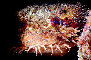 Image of a Large Eyed Toadfish found  under the same type... by Steven Anderson 